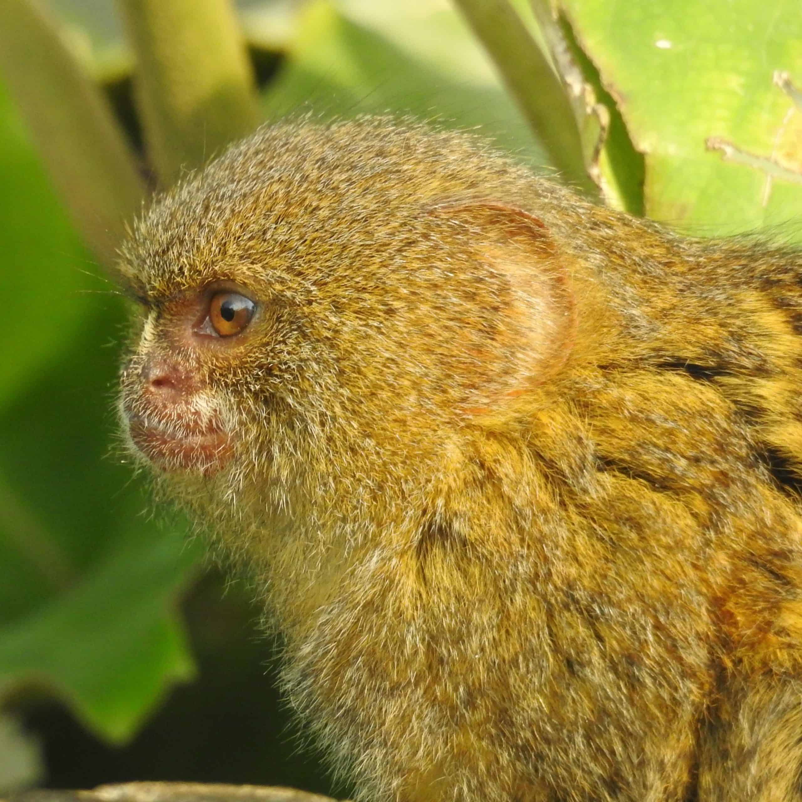 What Do Finger Monkeys Eat? (Marmoset Feeding Schedule & Diet In Captivity)